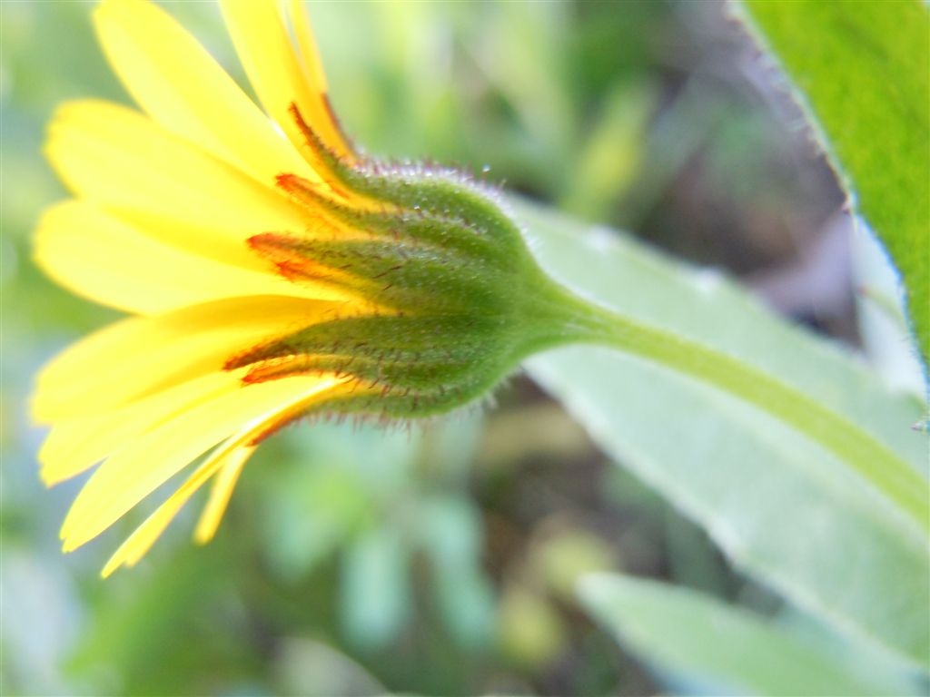 Fiori da Capodimonte - Calendula arvensis